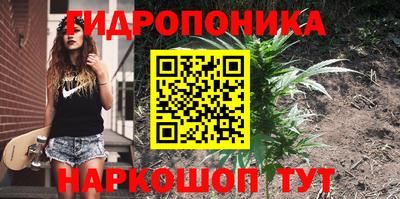 шишки Берёзовский